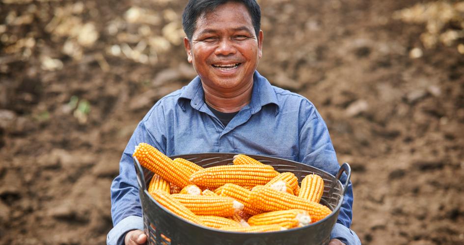 Thai farmer holding maize harvest.