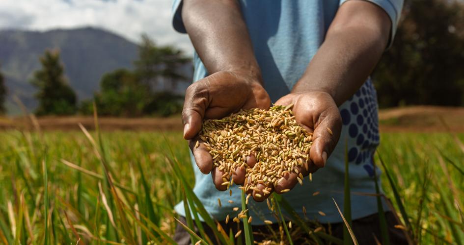 Farmer holding a handful of grains