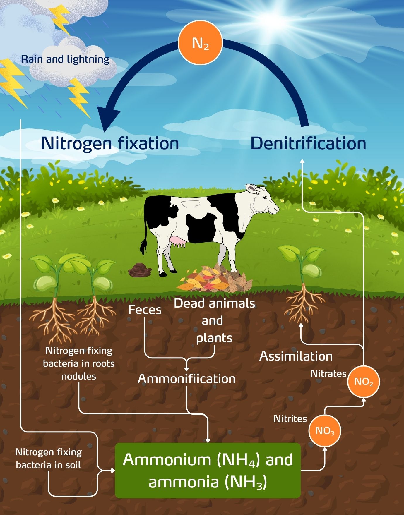 Illustration of the nitrogen cycle